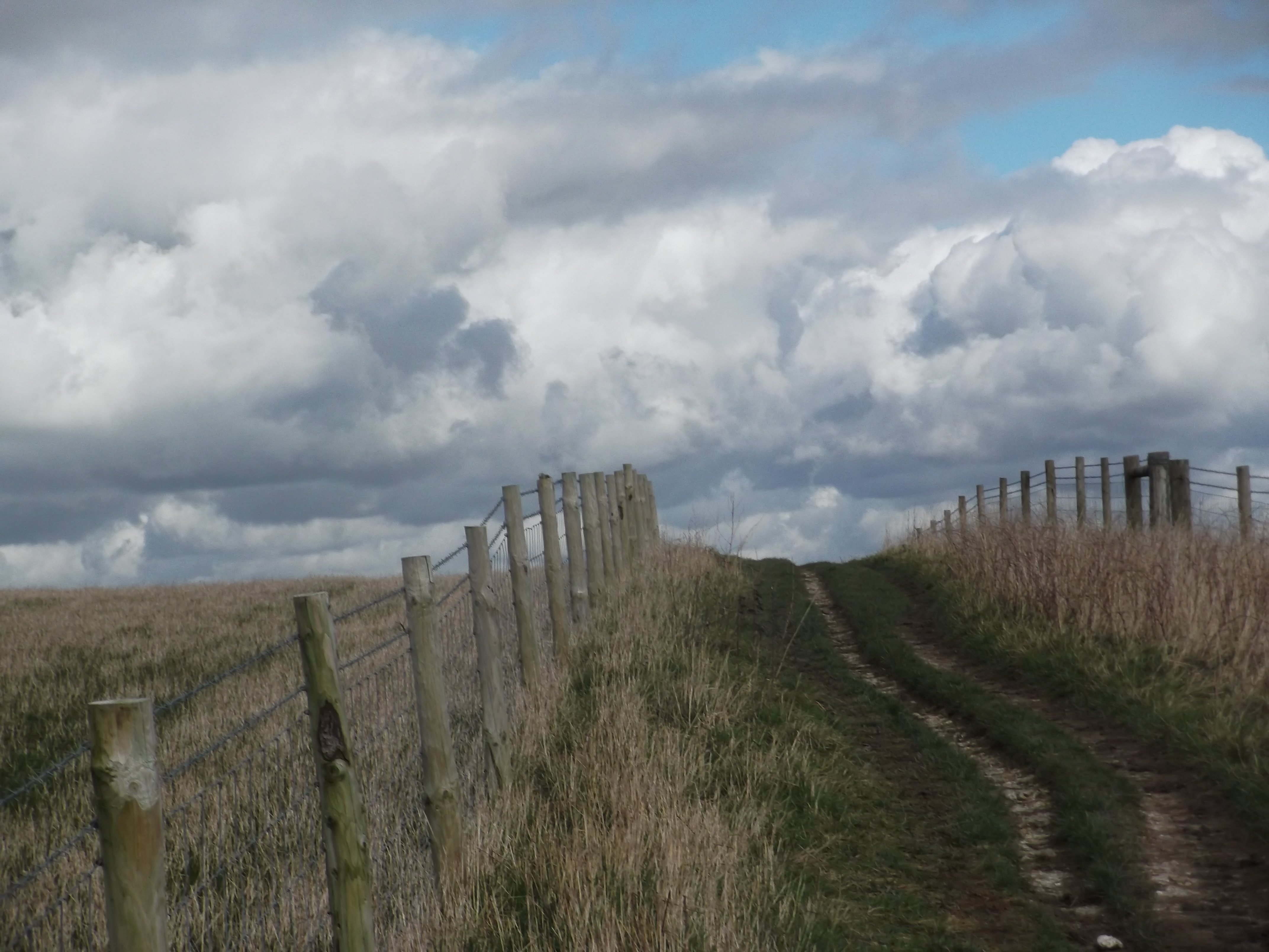 Tu disais : cette façon de s'offrir à ce qui vient. Que c'était déjà ça, suivre le chemin.